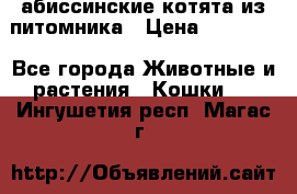 абиссинские котята из питомника › Цена ­ 15 000 - Все города Животные и растения » Кошки   . Ингушетия респ.,Магас г.